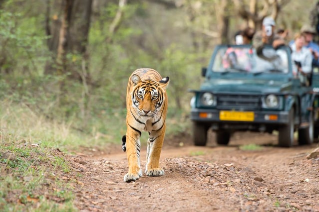 Jungle Safari