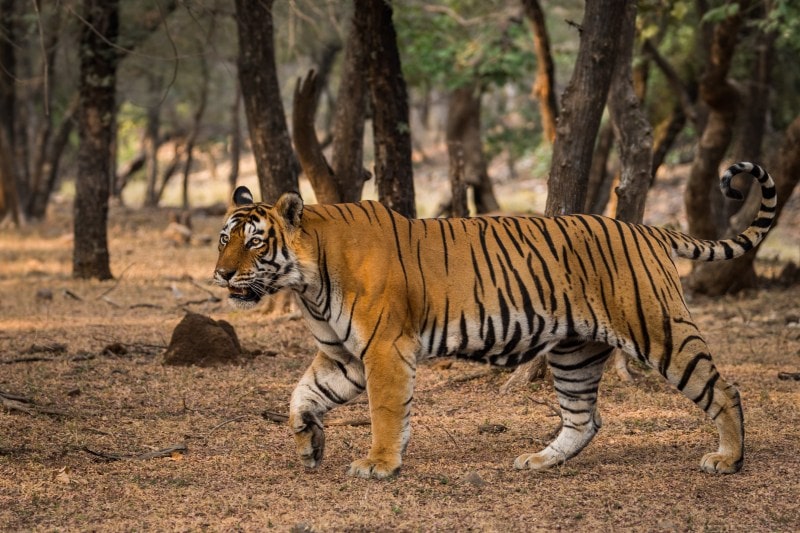 Ranthambore Tiger Safari