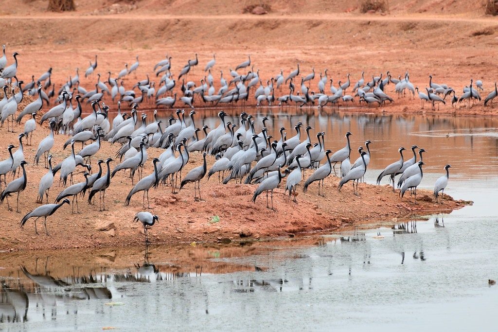 Bikaner - Jaisalmer 